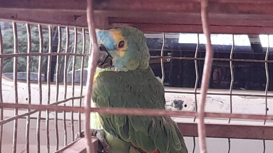 Pma De Bonito Captura Papagaio Ferido No Centro Da Cidade