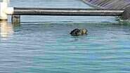 Animal não conseguia sair da lagoa devido à manta impermeabilizante - (Foto: Divulgação/PMA)