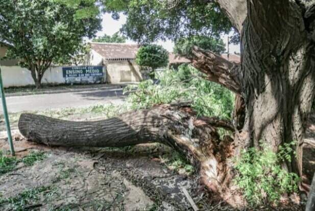 Parte da árvore caiu na madrugada da última segunda-feira (29), mas na tarde de hoje (30), ainda é possível ver o estrago.