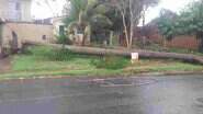 Árvore caiu sobre poste de energia no bairro Silvia Regina. - Fala Povo/WhatsApp Midiamax