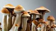 'Cogumelo Mágico' é considerado tóxico por possuir alucinógeno similar ao LSD - Reprodução