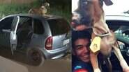 Com marra de ‘guarda de segurança’, cachorro protegeu carro roubado e ganhou um lar em Campo Grande