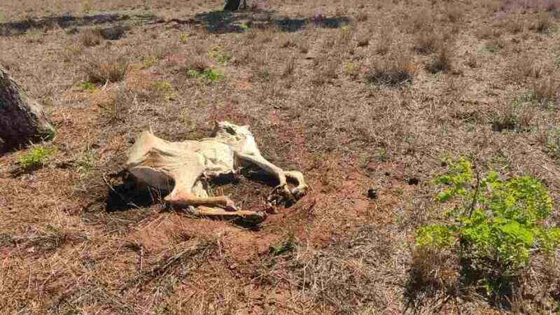 Quatro novilhas morreram na fazenda