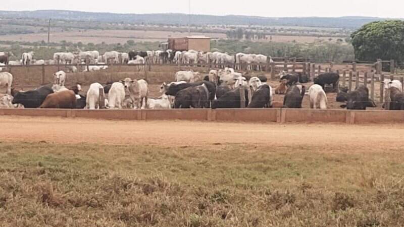 Gado na propriedade de Dermivaldo em Corguinho