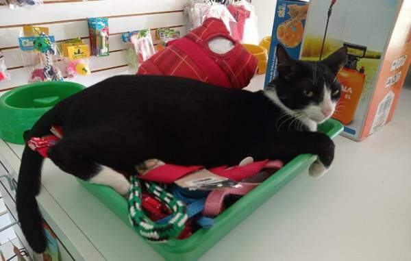 Suspeito entra em pet shop e tenta quebrar patas de gato e arremessar
