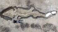Imagens de drone revelam fóssil gigante - Divulgação