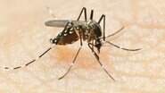 Mosquito Aedes aegypti. (Foto: Arquivo Midiamax) - Mosquito Aedes aegypti. (Foto: Arquivo Midiamax)