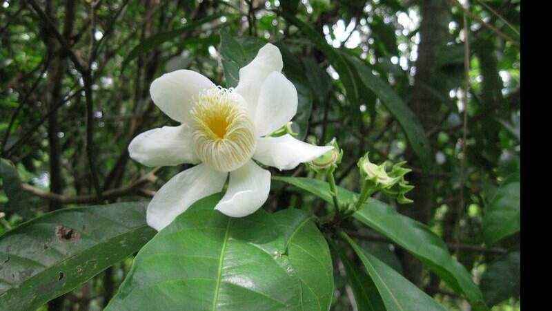 Flor e fruto em desenvolvimento da Gustavia augusta (cachimbo ou catoré-mucura), uma das espécies da familia Lecythidaceae, que forma as florestas em áreas úmidas da Amazônia - Foto:Reprodução/ Fapesp