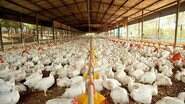 Avicultores de MS recebem com preocupação notícia de frango brasileiro com coronavírus. (Imagem: Divulgação) - Avicultores de MS recebem com preocupação notícia de frango brasileiro com coronavírus. (Imagem: Divulgação)