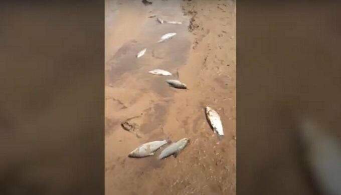 Peixes mortos em rio assoreado em Sonora MS. (Imagem: Reprodução)