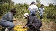 Voluntários cortam frutas antes de entregar aos animais. (Foto: Henrique Arakaki) - Voluntários cortam frutas antes de entregar aos animais. (Foto: Henrique Arakaki)