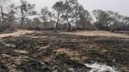 Área destruída pelo fogo no Pantanal do Rio Negro (Foto: Divulgação/PMA) - Área destruída pelo fogo no Pantanal do Rio Negro (Foto: Divulgação/PMA)
