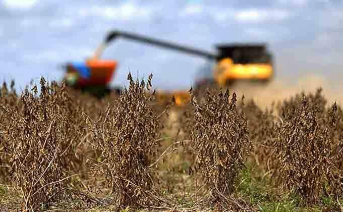 Chuva atrapalha e colheita da soja começa em ritmo lento em Mato Grosso do  Sul · Jornal Midiamax