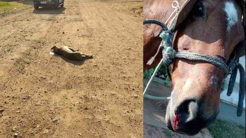 Égua estava tentando fugir dos ataques do cachorro