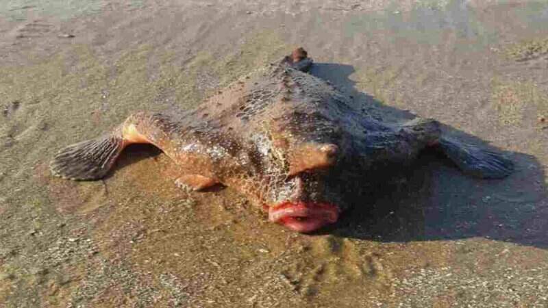 Peixe-morcego foi encontrado em Praia Grande, SP