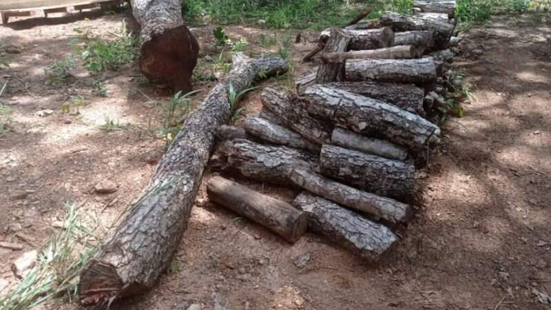 Toras de madeira ilegal apreendidas