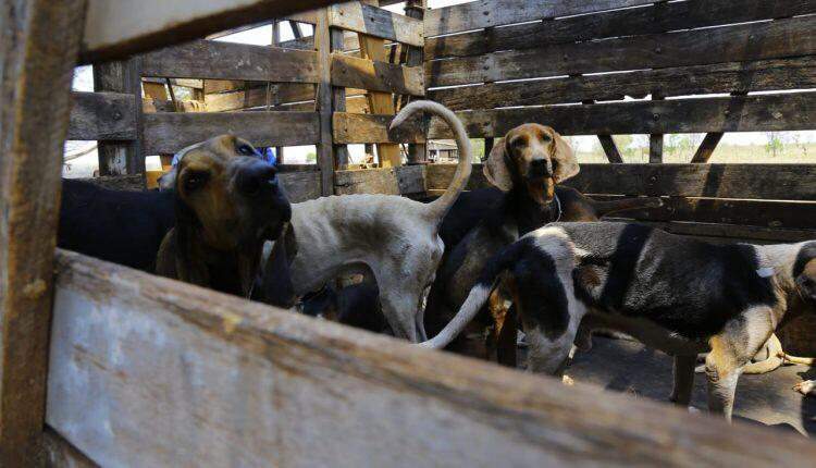 40 cães de caça foram resgatados pela ONG, CCZ e Decat