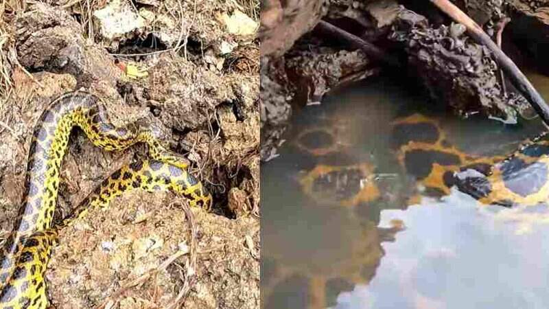 Primeira cobra foi vista em barranco e a outra a poucos metros, dentro da água do Rio Paraguai