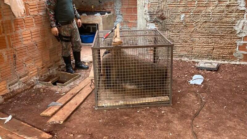 Animal em caixa de contenção antes de ser transportado pelos policiais