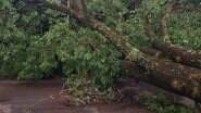 Tempestade derrubou árvores e postes na região - Reprodução