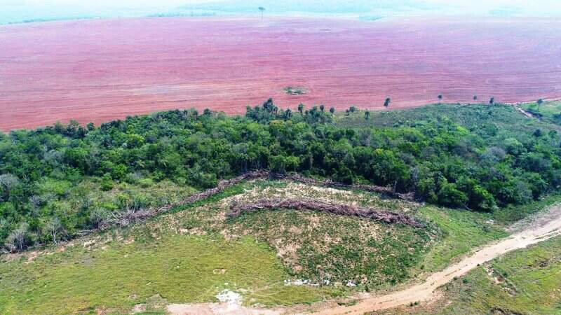 area tacuru desmatamento - Em 18 anos, MS aumenta em quase 60% a área ocupada pela agricultura