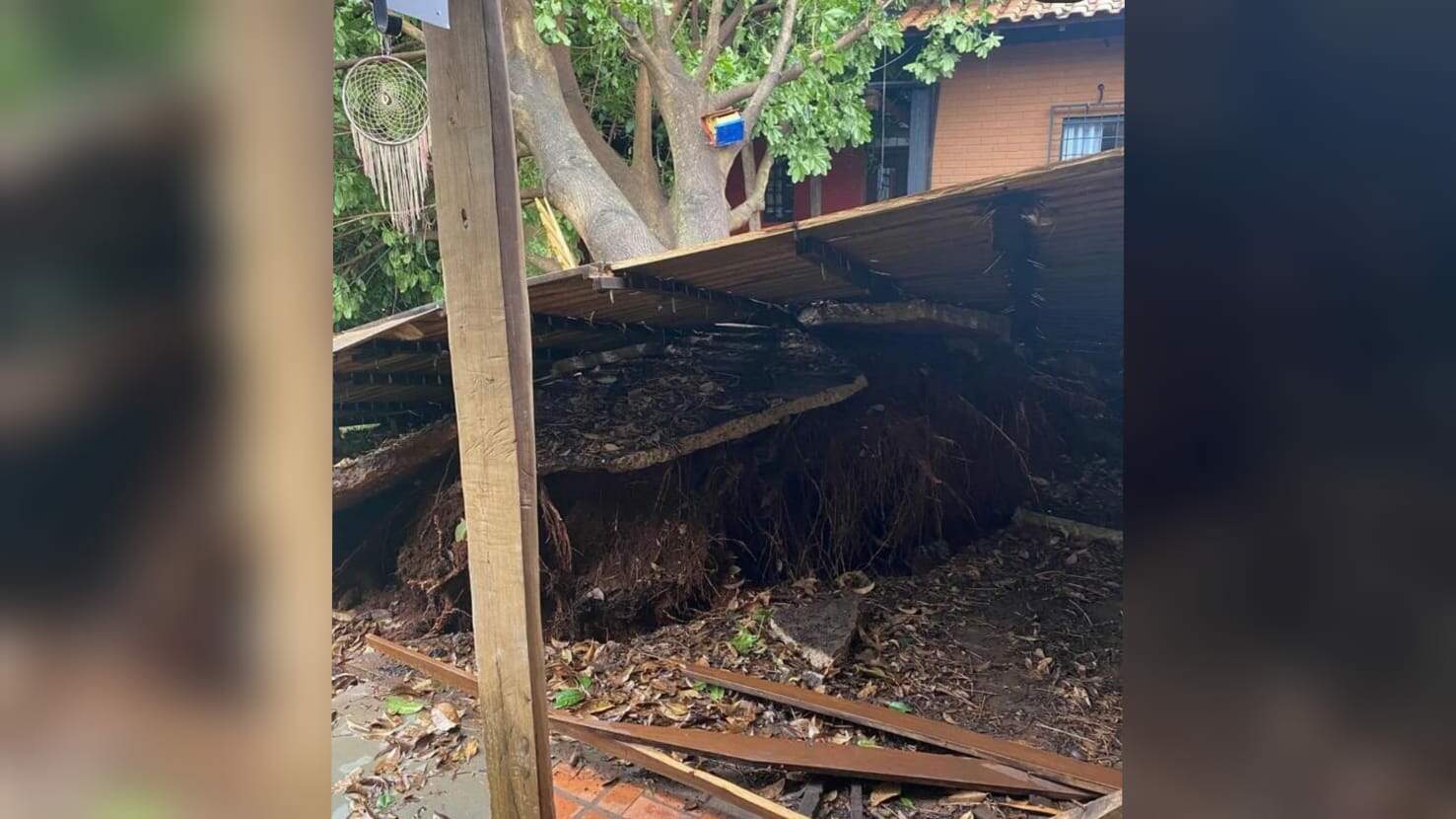 arvore brecharia - 'Nossa companheira de anos': Vendaval derrubou árvore que era xodó em brechó de Campo Grande