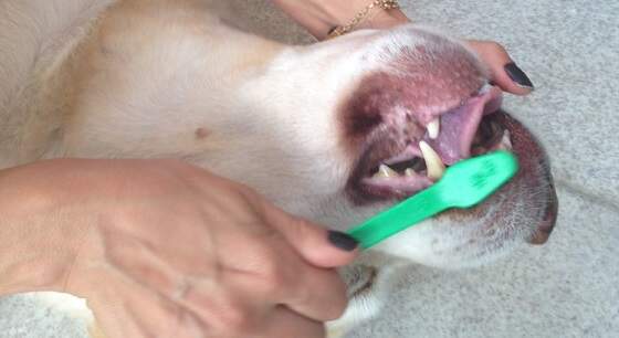 blogdomarley - Cachorro precisa escovar os dentes? Limpeza garante bem-estar e evita problemas futuros