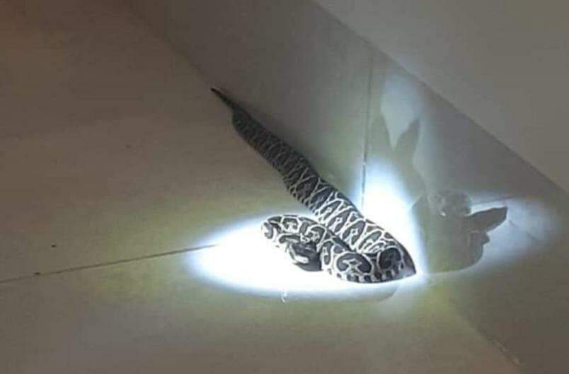 cobra2 2 - Cobras peçonhentas em Campo Grande são reflexo de perda de habitat; confira como proteger sua casa