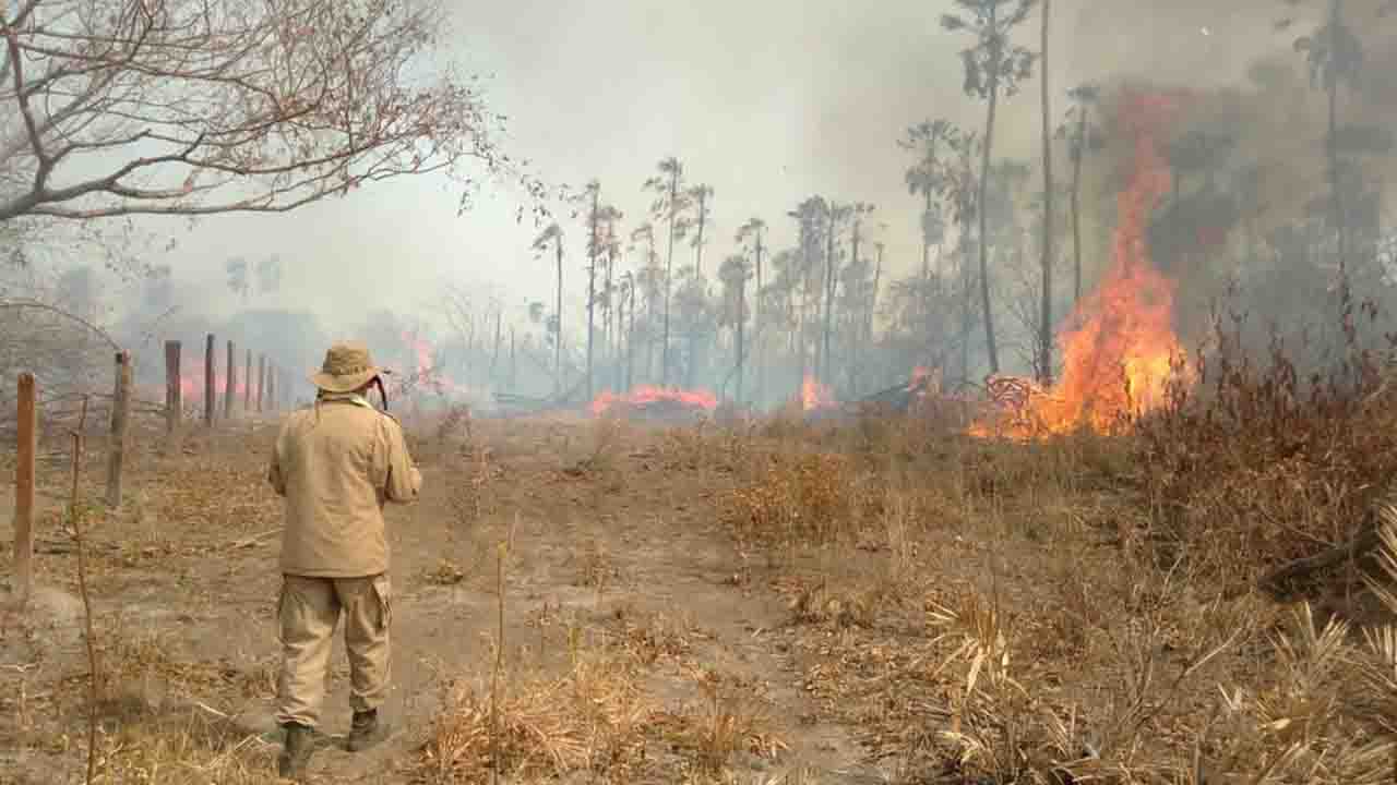 combate incendio pantanal div pOtZmvV - VÍDEO: Incêndios no Pantanal em MS triplicam e Bombeiros fazem sepultamento de animais