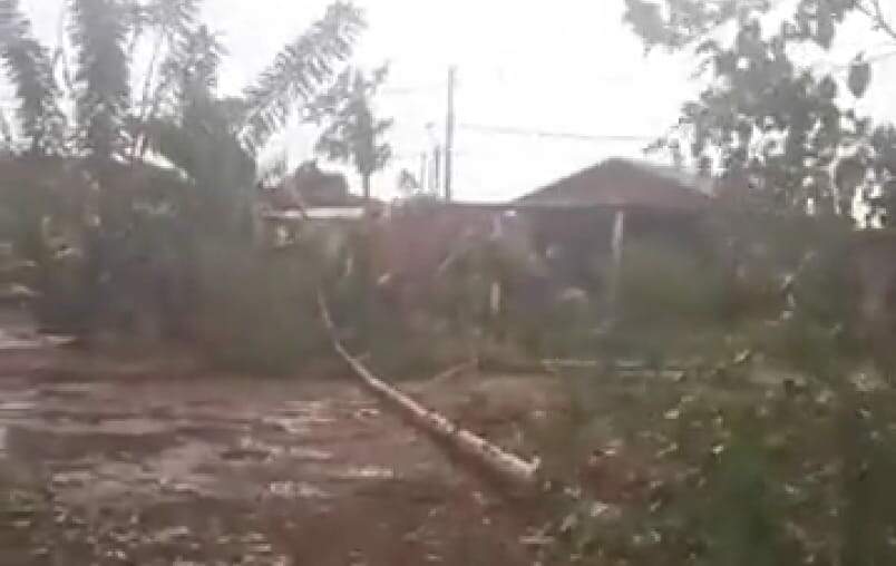 eucalipto caido - VÍDEO: Chuva rápida com granizo alaga ruas e derruba árvore em Campo Grande