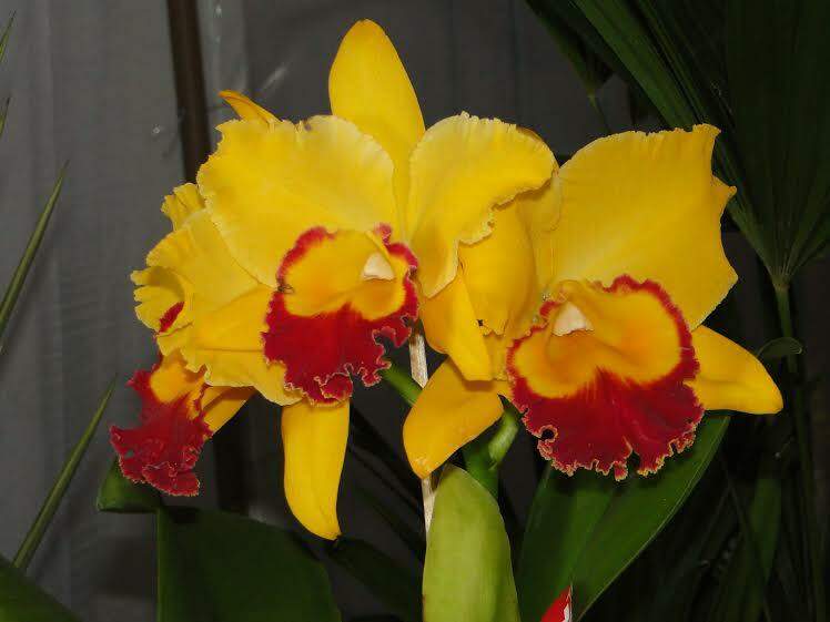 Flor símbolo de Campo Grande é destaque de exposição nacional de orquídeas