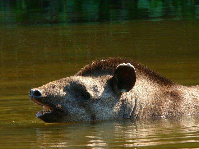A anta é um animal que precisa ser conservado / Foto: Embrapa/Divulgação