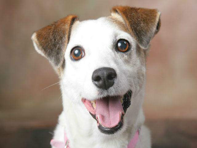 Cães vira-latas são espertos e adaptáveis / Foto: Catraca Livre/Divulgação