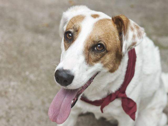 Beleza dos cães vira-latas é 'única' / Foto: Catraca Livre/Divulgação