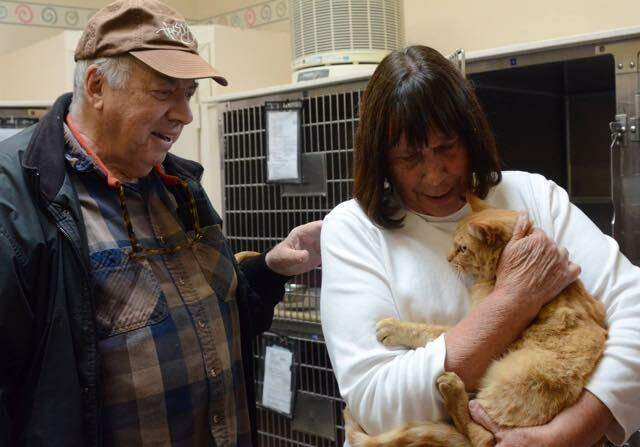 Gatinho que voltou para casa após 8 anos / Foto: Catclub/Divulgação