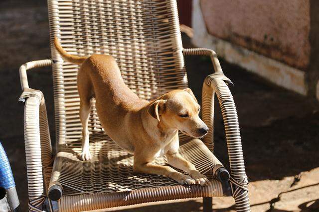 Cão Caçulinha aproveita o sol neste feriado / Foto: Henrique Kawaminami