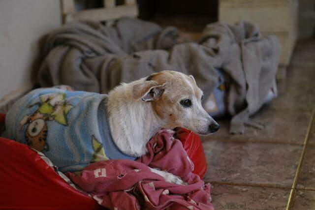 Cães idosos precisam de mais atenção no frio / Foto: Henrique Kawaminami