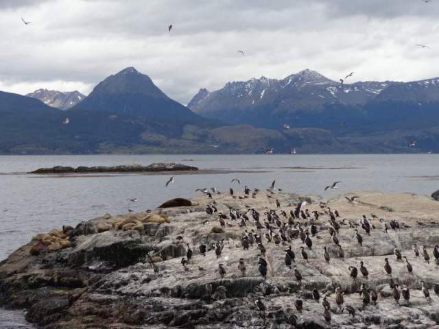 Ilha dos pinguins, no encontro dos oceanos (Arquivo pessoal)