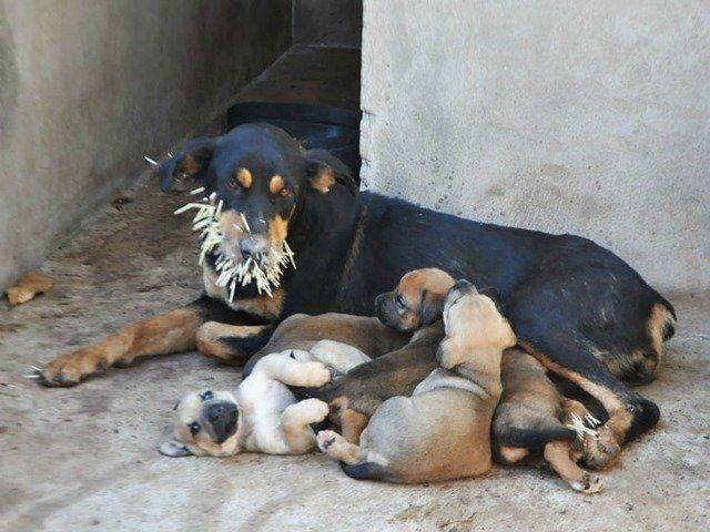 Mundo animal: cães atacam porco-espinho e acabam feridos