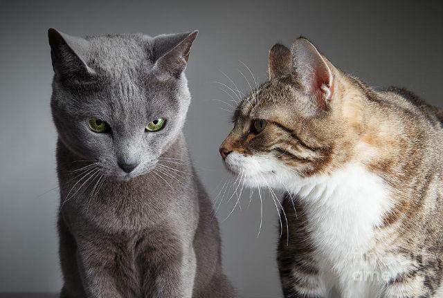 Gatos são mais resistentes à novos moradores / Foto: Divulgação