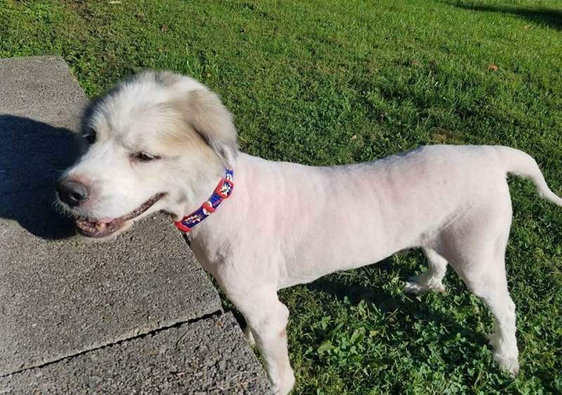 Cão resgatado ganha primeira tosa em 6 anos e perde 15 kg de pelo