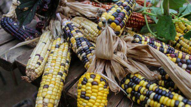 Segundo representante, guaranis são agricultores e plantam variedades raras de milho há séculos