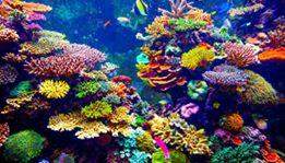 Protetor solar pode contribuir para destruição dos recifes de coral