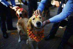 A lealdade dos cães é exaltada em festival no Nepal