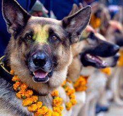 A lealdade dos cães é exaltada em festival no Nepal