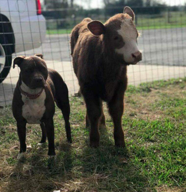 Vaquinha resgatada após furacão está convencida que é um cachorro