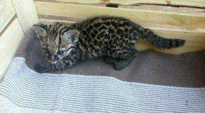 Acho que vi um gatinho: filhote de jaguatirica se perde da mãe e se esconde em casa