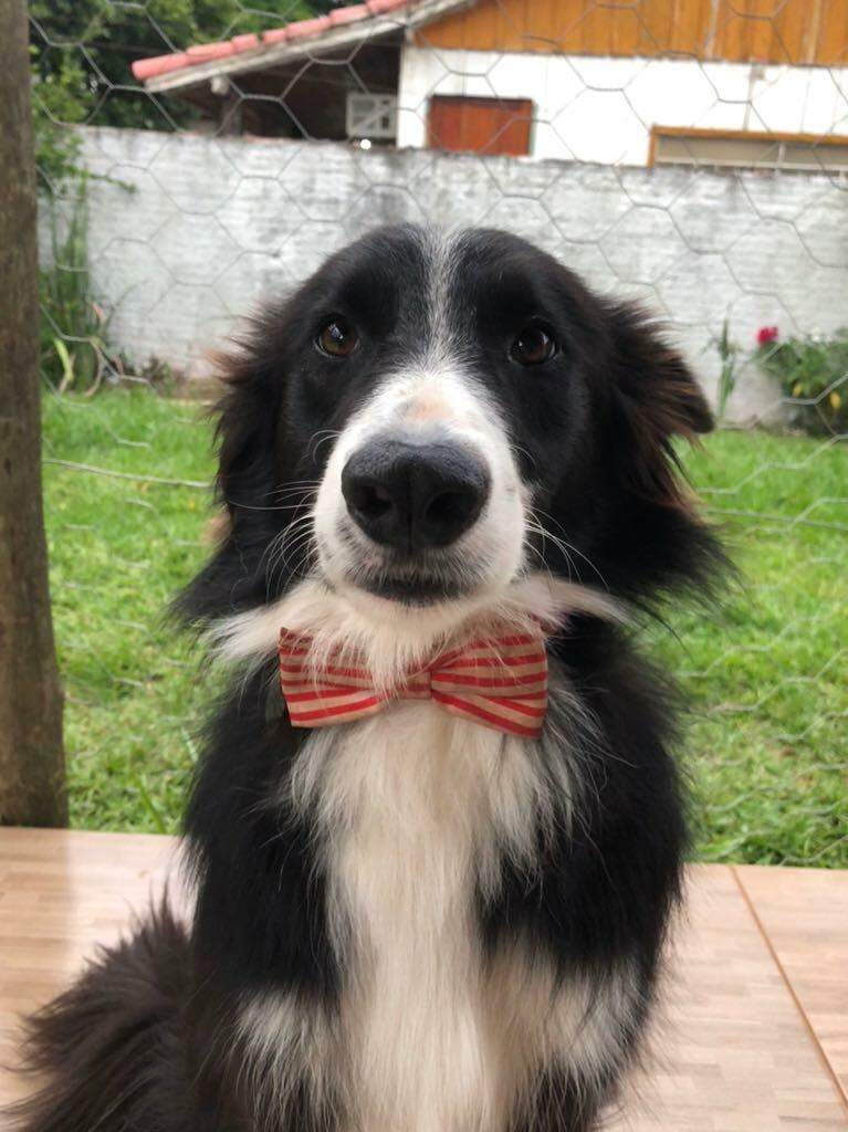 Apolo, o Border Collie. "É tão inteligente que chega a ser sem-vergonha". (Foto: Arquivo pessoal)