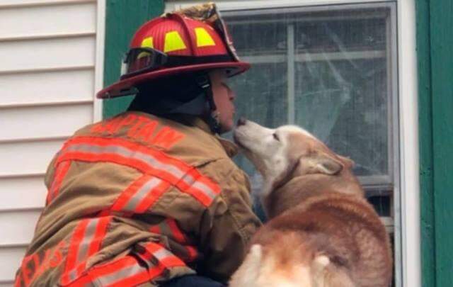 Foto de cãozinho 'beijando' bombeiro após resgate nos EUA viraliza