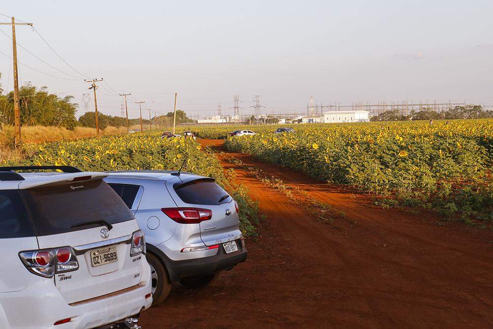 Campo de girassóis - Esta "estrada" não existia há poucos dias. (Foto: Henrique Kawaminani)